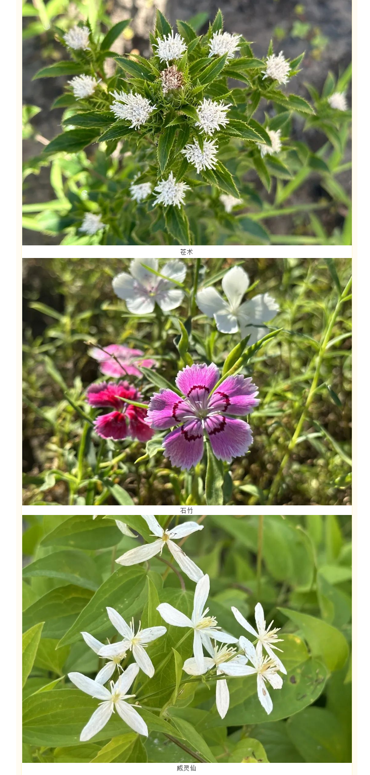 【园区物业】中韩北药园_夏末的百草园 美景如斯 (2).png