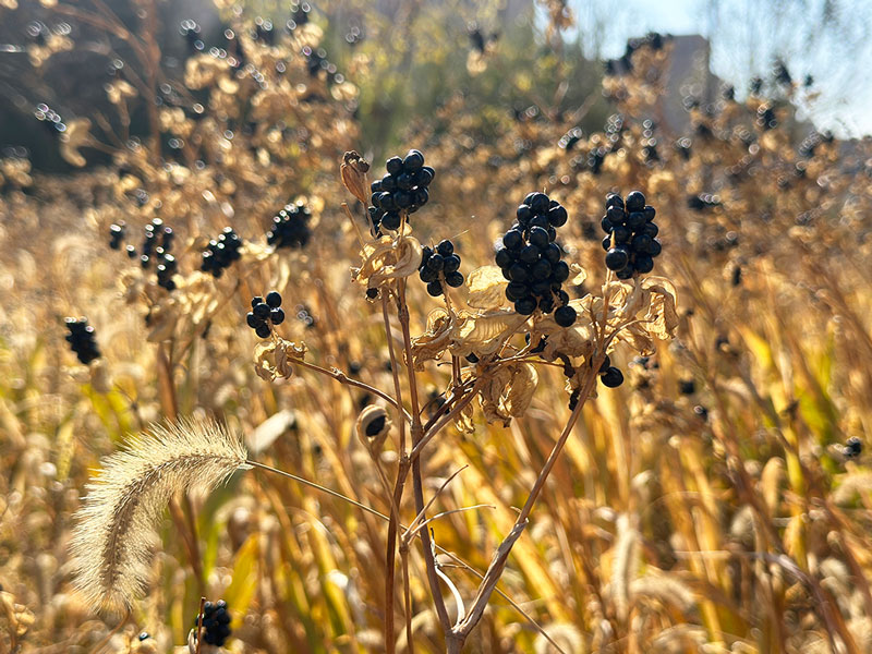 6901830936ce9.jpg svfb.jpg